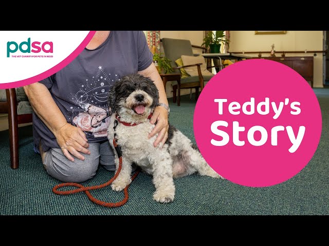 Teddy’s story | PDSA Pet Patient