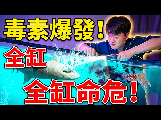 My Newly Bought Flamboyant Cuttlefish Died Instantly? After All the Trouble Building a Giant 100,...
