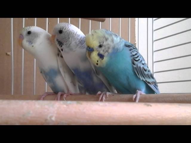 The Parakeet / Budgie Babies Are Growing Up Fast! Episode 12. Skittles and Beauty's Little Family.