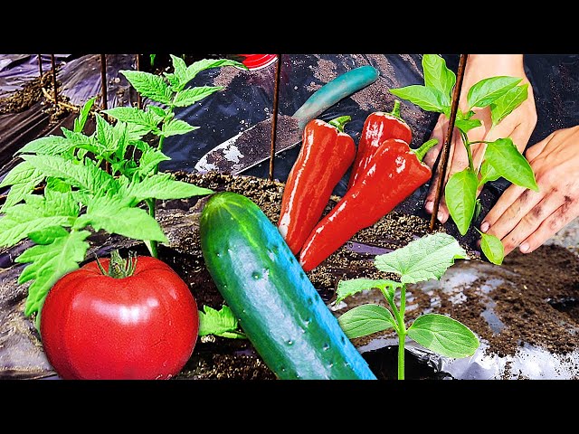 Planting a Vegetable Garden, Pro Tips for a MASSIVE Harvest