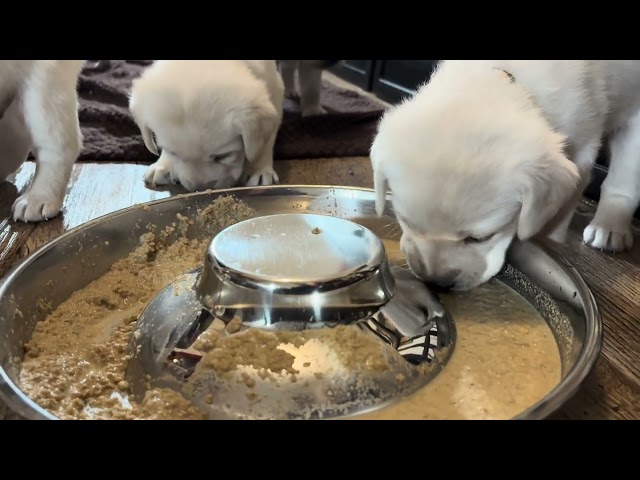 9 Adorable Puppies get their FIRST Taste of Puppy Mush!