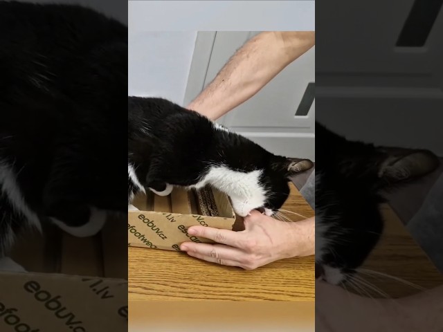 DIY cat scratching board #diy #funnycats #youtubeshorts