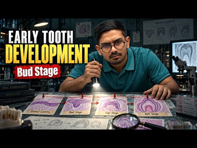 Bud Stage of Early Tooth Development | Oral Embryology | Axis Dental School