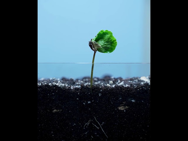 Coffee Seed 90 day Time-lapse