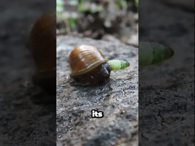 Parasite Turns Snails Into Zombies!
