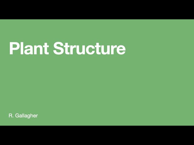 Plant Structure
