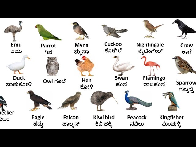 Bird's Name in English and Kannada//birds vocabulary//ಪಕ್ಷಿಗಳಿಗೆ ಇಂಗ್ಲಿಷ್ ಮತ್ತು ಕನ್ನಡದಲ್ಲಿ ಹೆಸರು