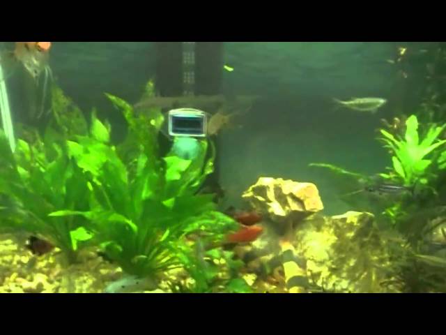 55 Gallon Freshwater tank with 50 FISH !