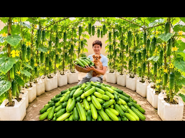 Growing Cucumbers in Recycled Plastic Jerry Cans 🌱 Amazing Harvest in a Small Space