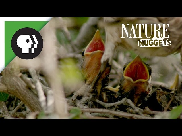 Feeding Baby Birds | NATURE Nuggets