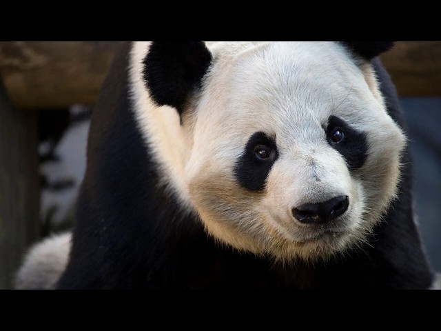 Giant pandas en route to Zoo Atlanta