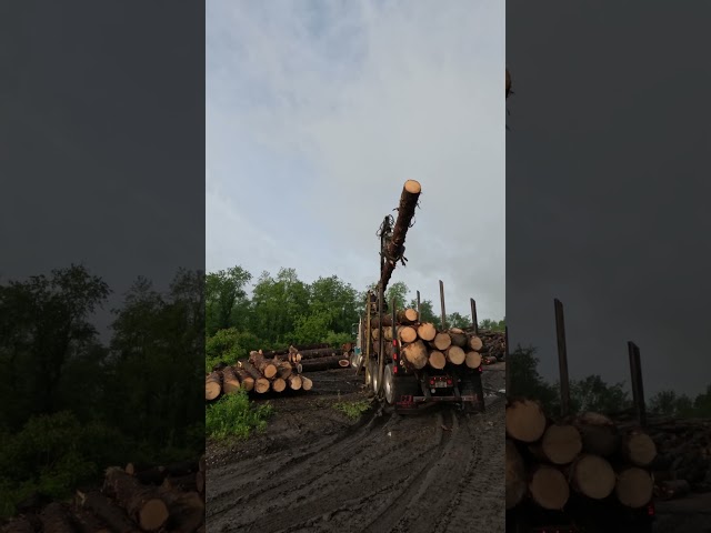 The best spruce logs that we ever bought # shorts
