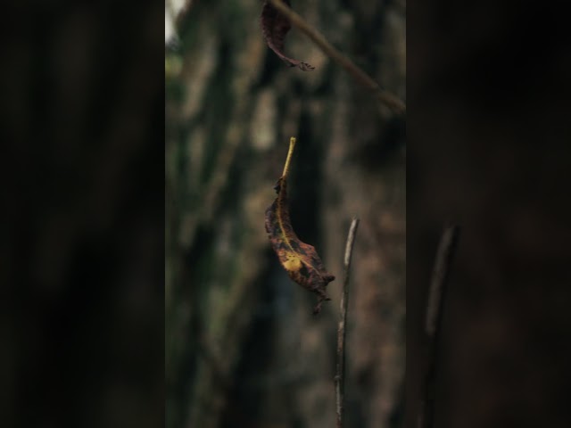 Turning Leaves. Now out on all platforms