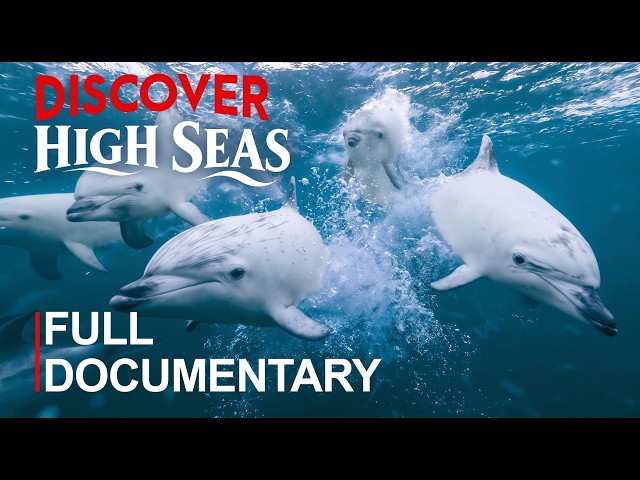 HIGH SEAS | Life and Survival in the Ocean Without Borders | FULL DOCUMENTARY