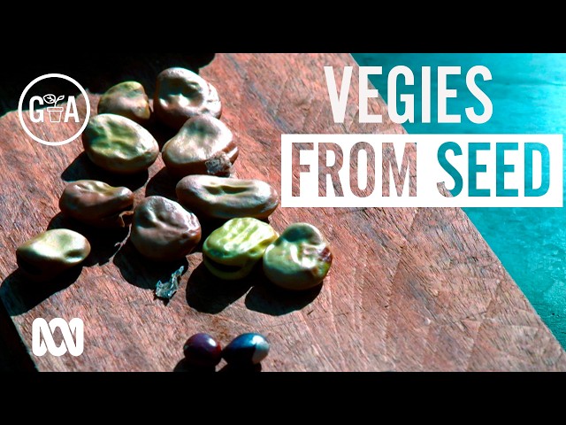 Expand your vegie output by growing from seed! | Gardening Australia