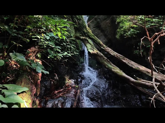 Gentle Piano & Calming River Sounds for Deep Sleep | Fall Asleep Instantly • 8 Hours