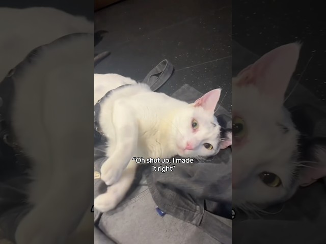 Sky knows he makes a good cup of coffee ☕️😹 book a visit to try for yourself - link in bio!