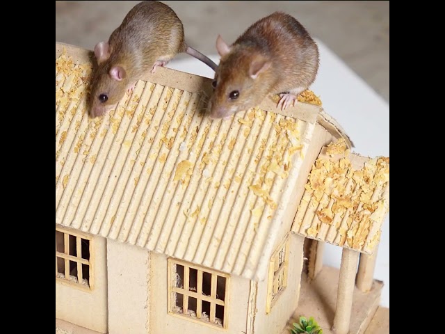 Cat TV for Cats to Watch 🐭 Squeaking Real Mice in DIY Tiny House