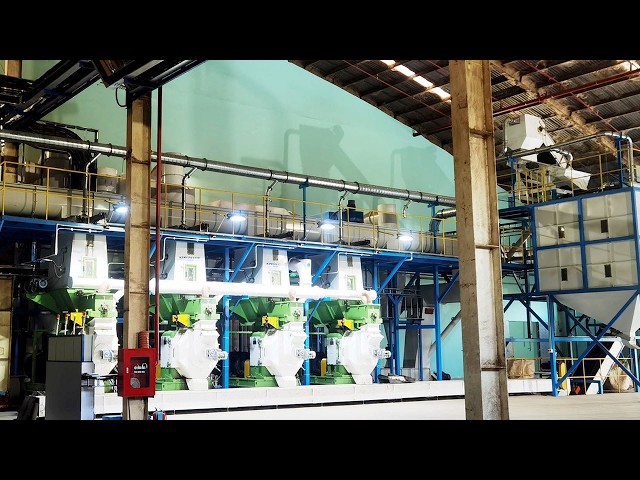 How Wood Pellets Are Made: Inside a 12 t/h Pellet Plant in Vietnam | Kingwood JWZL-688