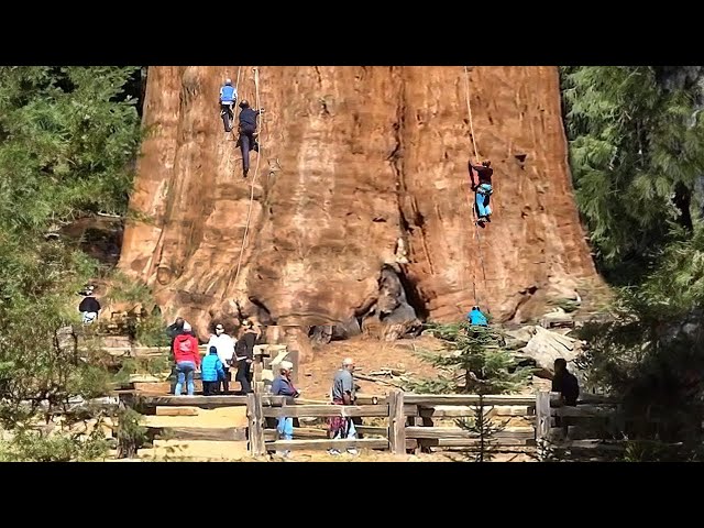The Biggest Tree on Earth is Bigger Than Your Imagination