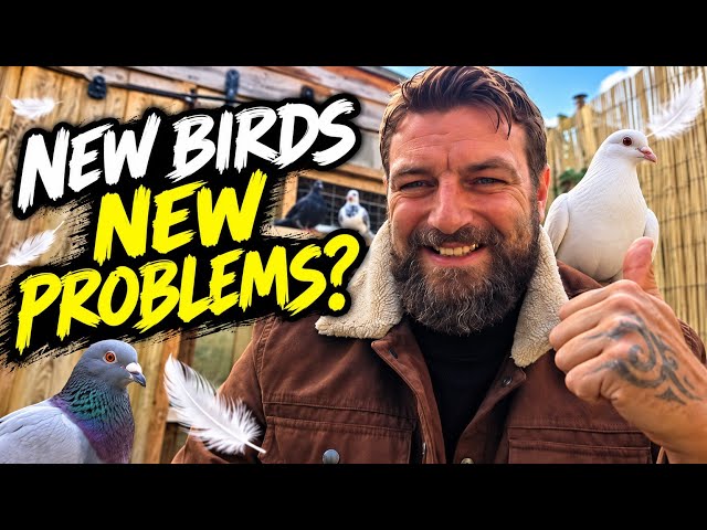 New Pigeons in the Loft… It Didn’t Go Quite to Plan! 🕊️