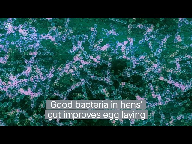 Gut microbiome influences egg laying in hens via ferroptosis and mitochondrial regulation