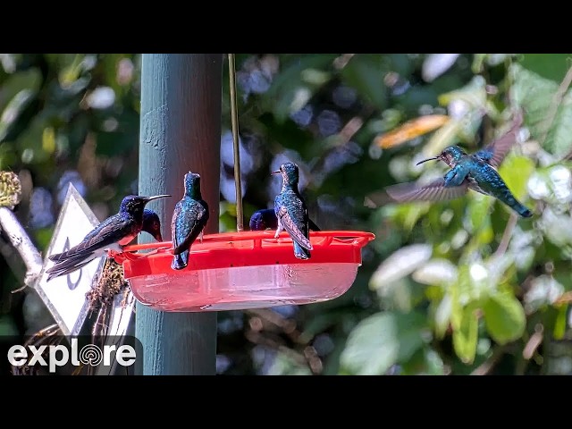 LIVE Tropical Hummingbird Cam: Canopy Tower – Soberanía National Park, Panama | explore.org