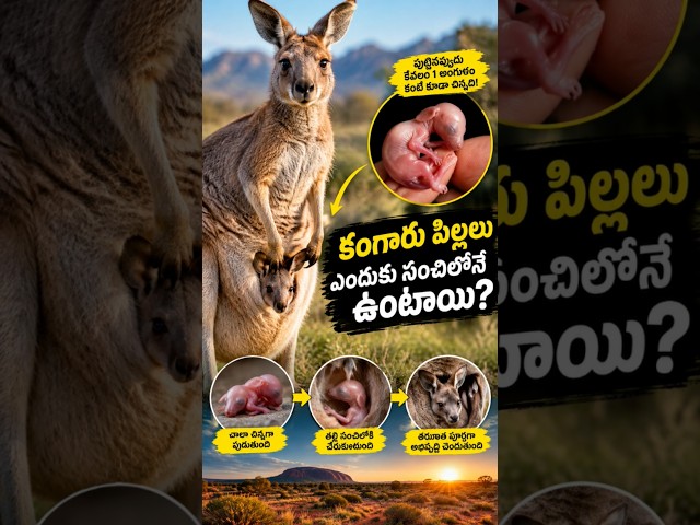 Why do kangaroo joeys stay in the pouch? 😱 | Amazing Kangaroo Fact