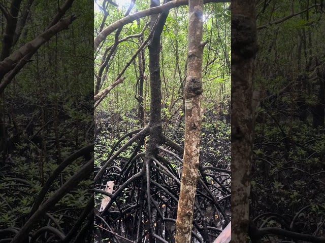 About Pete Mangroves