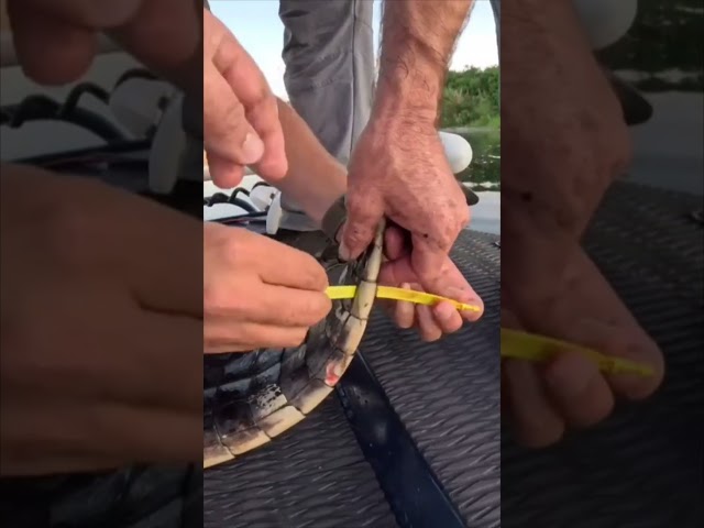 HUGE ALLIGATOR CAPTURED! 9/20 #viral #short #youtubeshorts #shorts #viralvideo #youtube #shortvideo