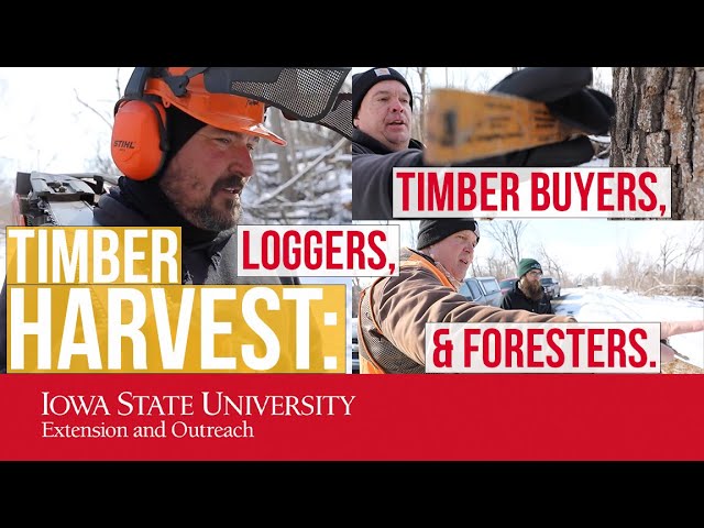 Timber Harvest: Roles of Loggers, Timber Buyers, & Foresters. (Think you know the difference?)
