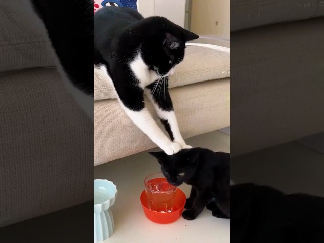 Cat Wasn’t Ready for Motherhood 😭🍼 #cat #shorts #funnyvideo #kittens