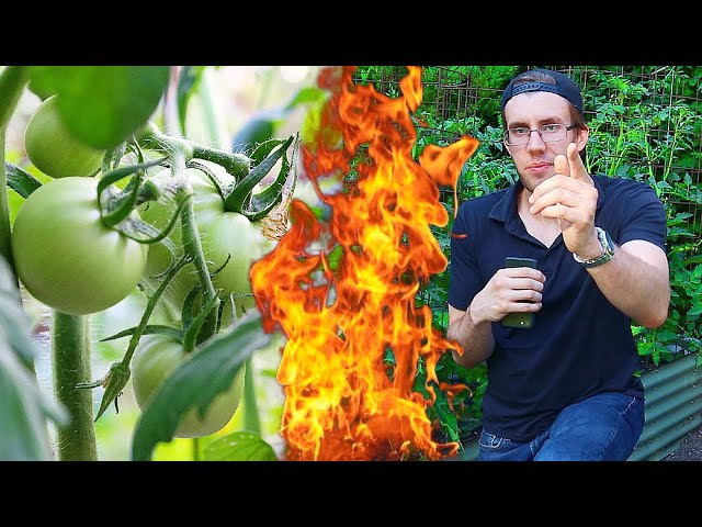 6 HOT Tips for Growing Tomatoes in the HEAT!