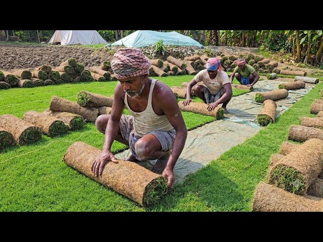 How Cricket Ground Grass Is Made | Complete Process 🌱🔥