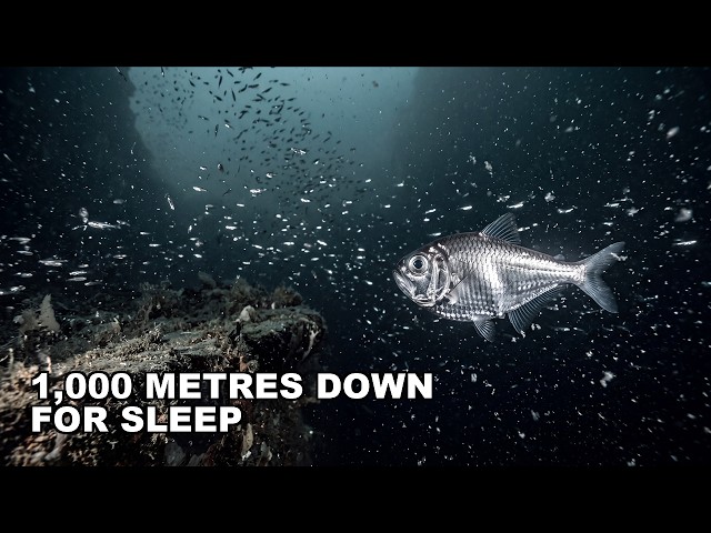The Midnight Ocean (As We Understand It) | Documentary for Sleep