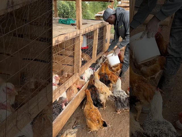 Feeding Chickens #shorts #short