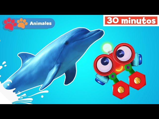 Mis Amigos Animales con Robi | Aprender animales | sonidos de animales | Mi Primera Universidad