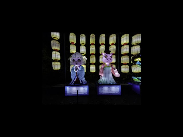 Wildlights 2025 VR180