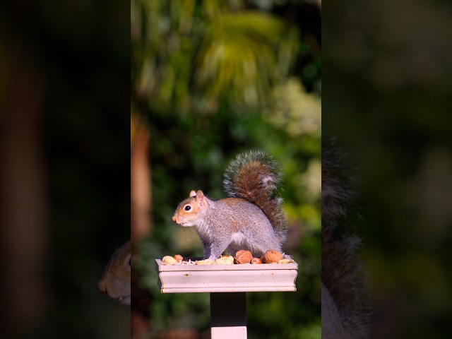 Feeding the birds and squirrels on a sunny winter’s day in our garden.