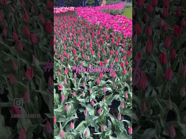 The Tulip Heaven KEUKENHOF 🌷#keukenhof #amsterdam #spring #shorts