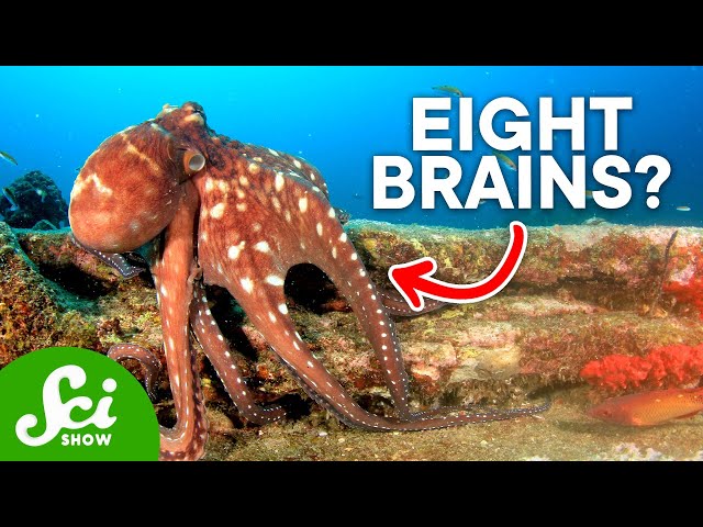 Why Are Octopi So Insanely Intelligent?