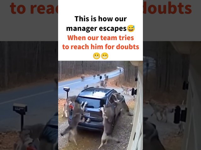 #viralvideo #ytshorts #memes #comedy #corporatelife
