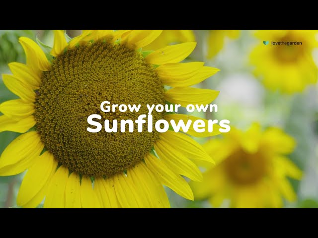 How to Grow Sunflowers | Love The Garden UK