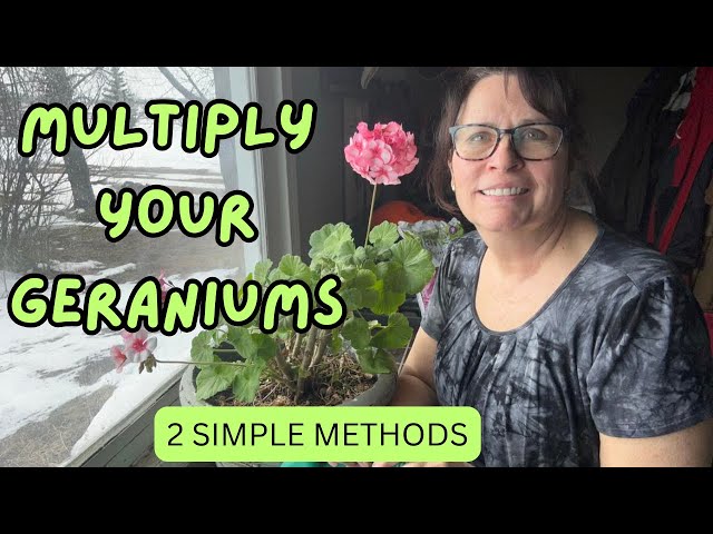 2 Simple Ways to Multiply Your Geraniums This Spring 🌸🌸