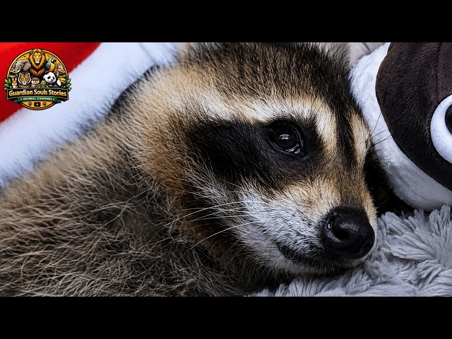 This Blind Raccoon Reaches for Her Hand Every Time He Eats
