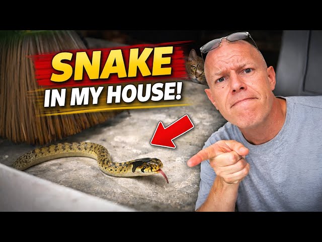 Snake in My Kitchen | Life in Rural Thailand