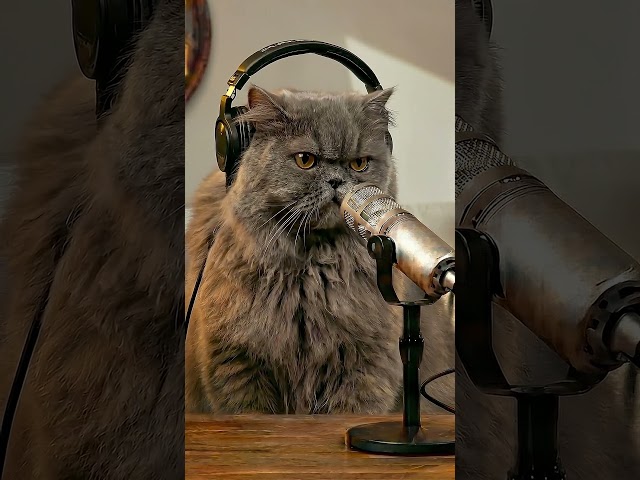 This BEAR messed with the WRONG CAT!