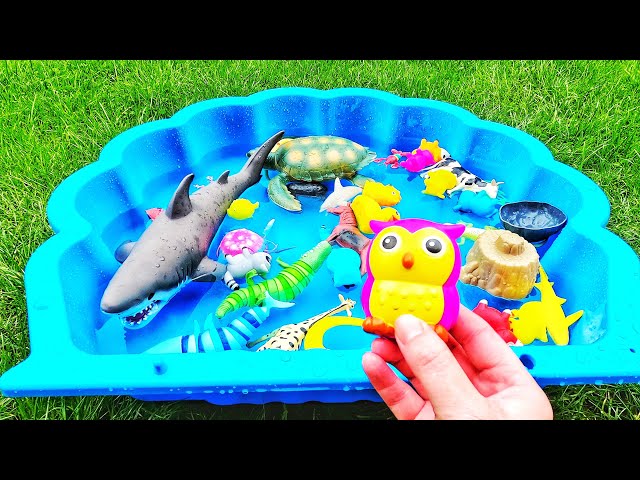 Learn animal names & facts for babies, toddlers, kids