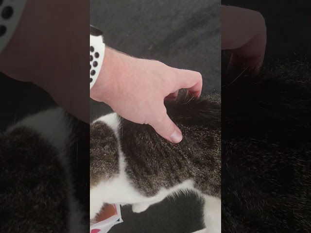 Petting cat
