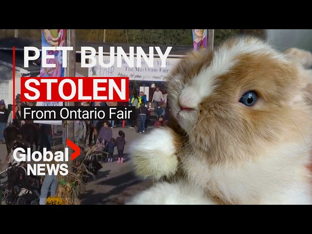 Hopping mad: Ontario family furious after pet bunny rabbit stolen at Markham fair